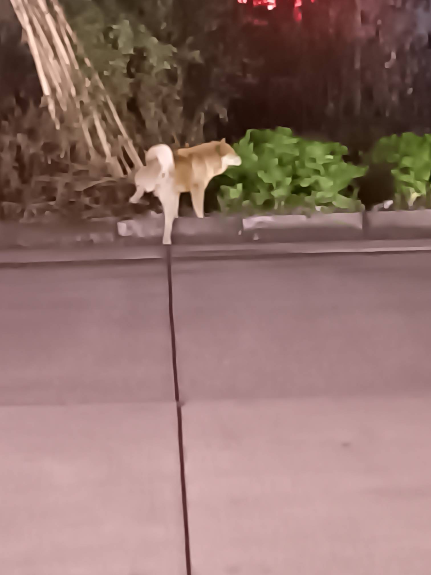 你现在是否和它一样

71 / 作者:v18883340973 / 