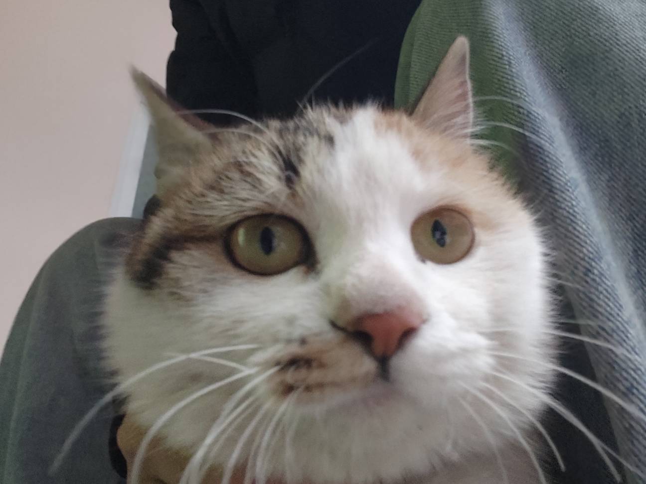 咱大哈朝，只有一个人可以南北绿豆，那就是哈皇，也只有一个人可以曼波，那就是本基米47 / 作者:苦难yt / 