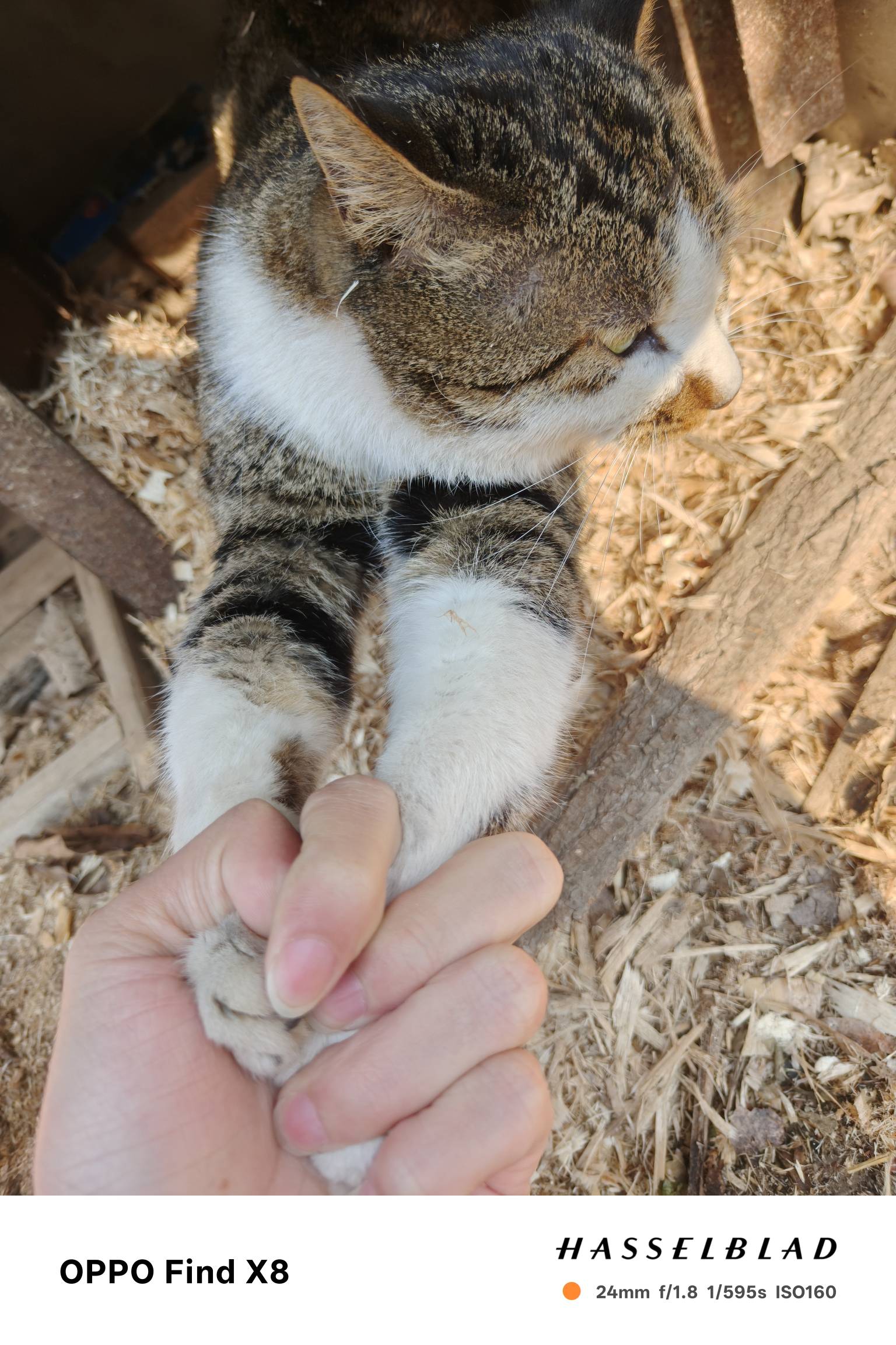 老哥  外面碰到一只猫在晒太阳 我就摸了一下 非要跟我回家 咋办

98 / 作者:凌晨_ / 