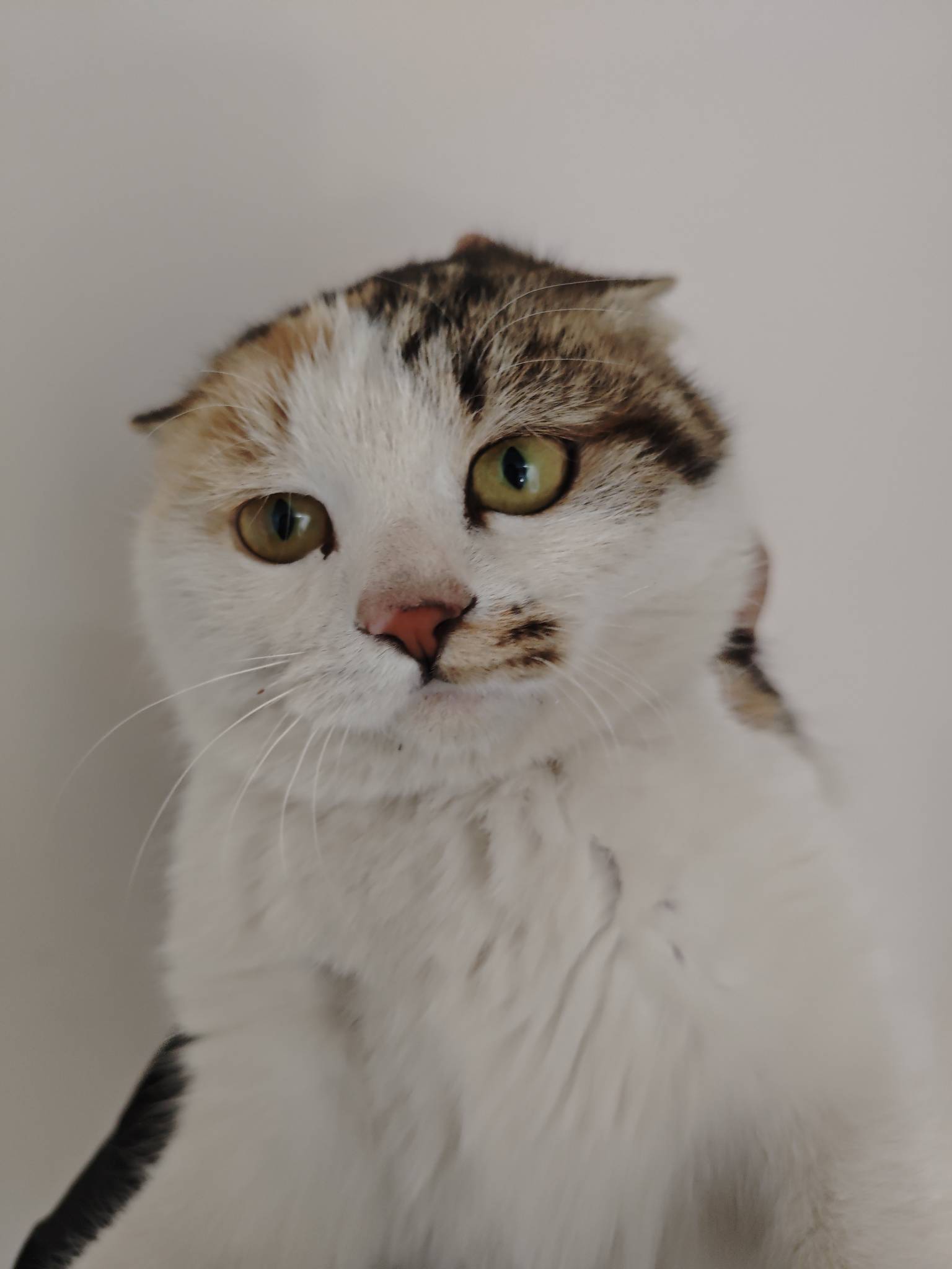 老哥们小猫一直在门口叫，给他喂猫粮也不吃，咋回事啊


68 / 作者:苦难yt / 