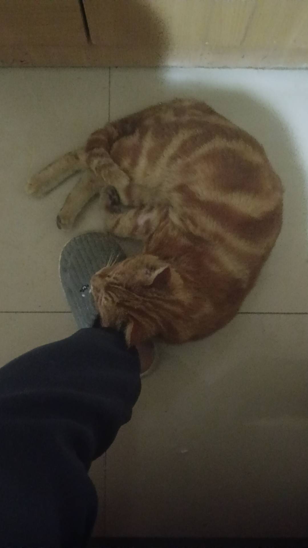 说真的老哥们，最近靠500立减金赚了2000，想回老家过年了。还是等下个月回去，这个月170 / 作者:卡你妹_ / 