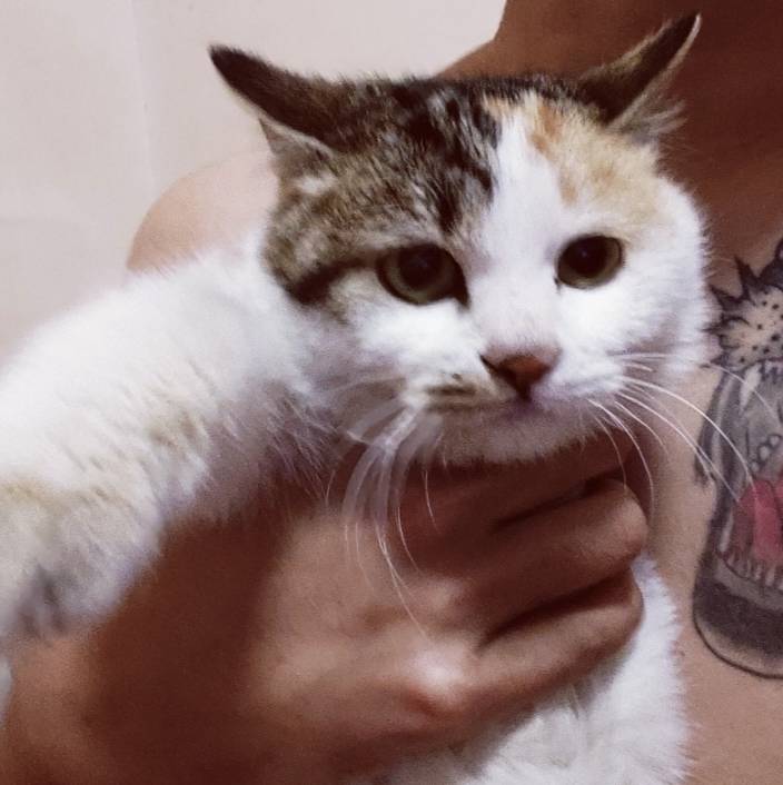 大事不好，兄弟们，村里的野猫一直在我家门口嗷嗷叫，还抢我家猫猫粮吃，怎么搞？

47 / 作者:苦难yt / 