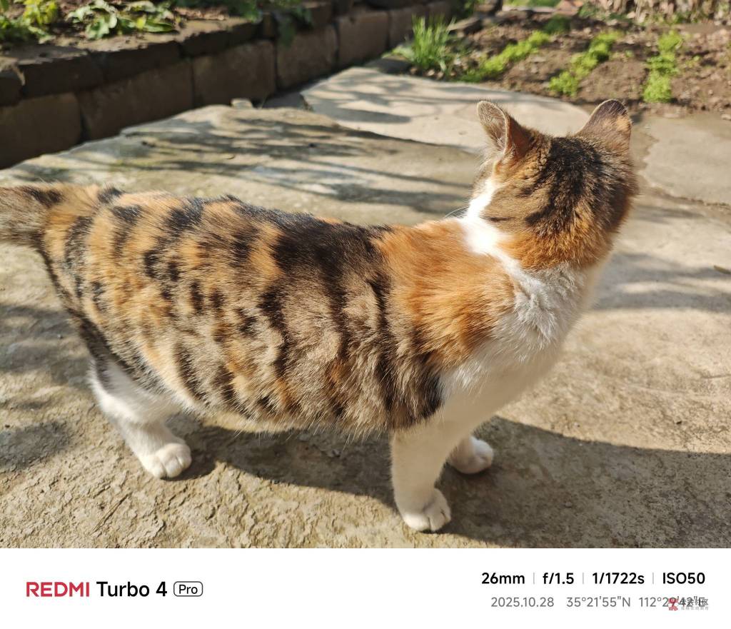 外面的流浪小公猫一直在门口叫，看上我家小母猫了？

45 / 作者:苦难yt / 