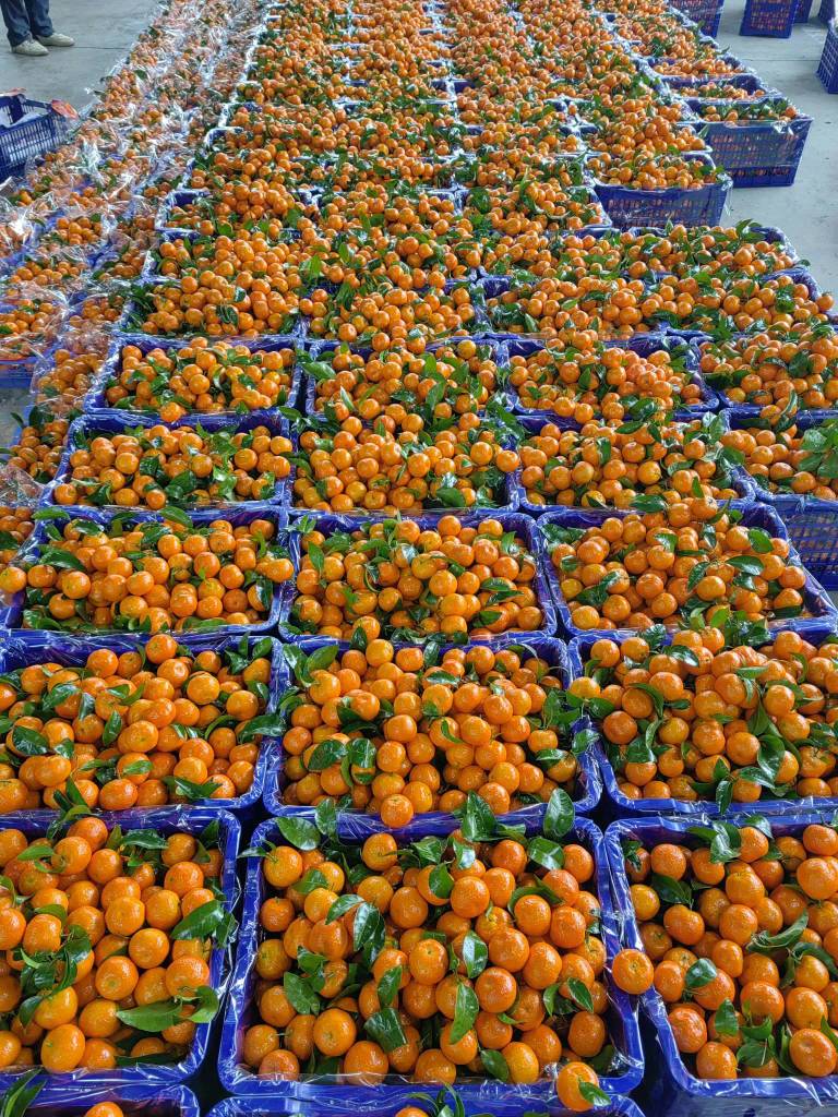 老哥，吃水果吗？广鸡水果超级便宜，根本吃不完



9 / 作者:果然一道 / 