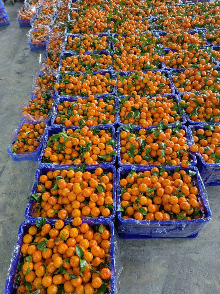 老哥，吃水果吗？广鸡水果超级便宜，根本吃不完



19 / 作者:果然一道 / 