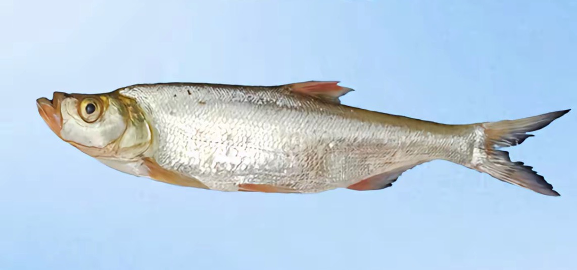   .

53 / 作者:不知明的靓仔 / 