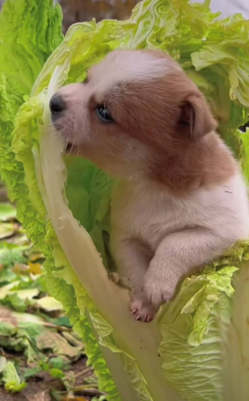 早上白菜煮稀饭，中午红苕干饭炒白菜，晚上白菜面条，没搞到毛，只能天天吃白菜

24 / 作者:蛋黄酱 / 