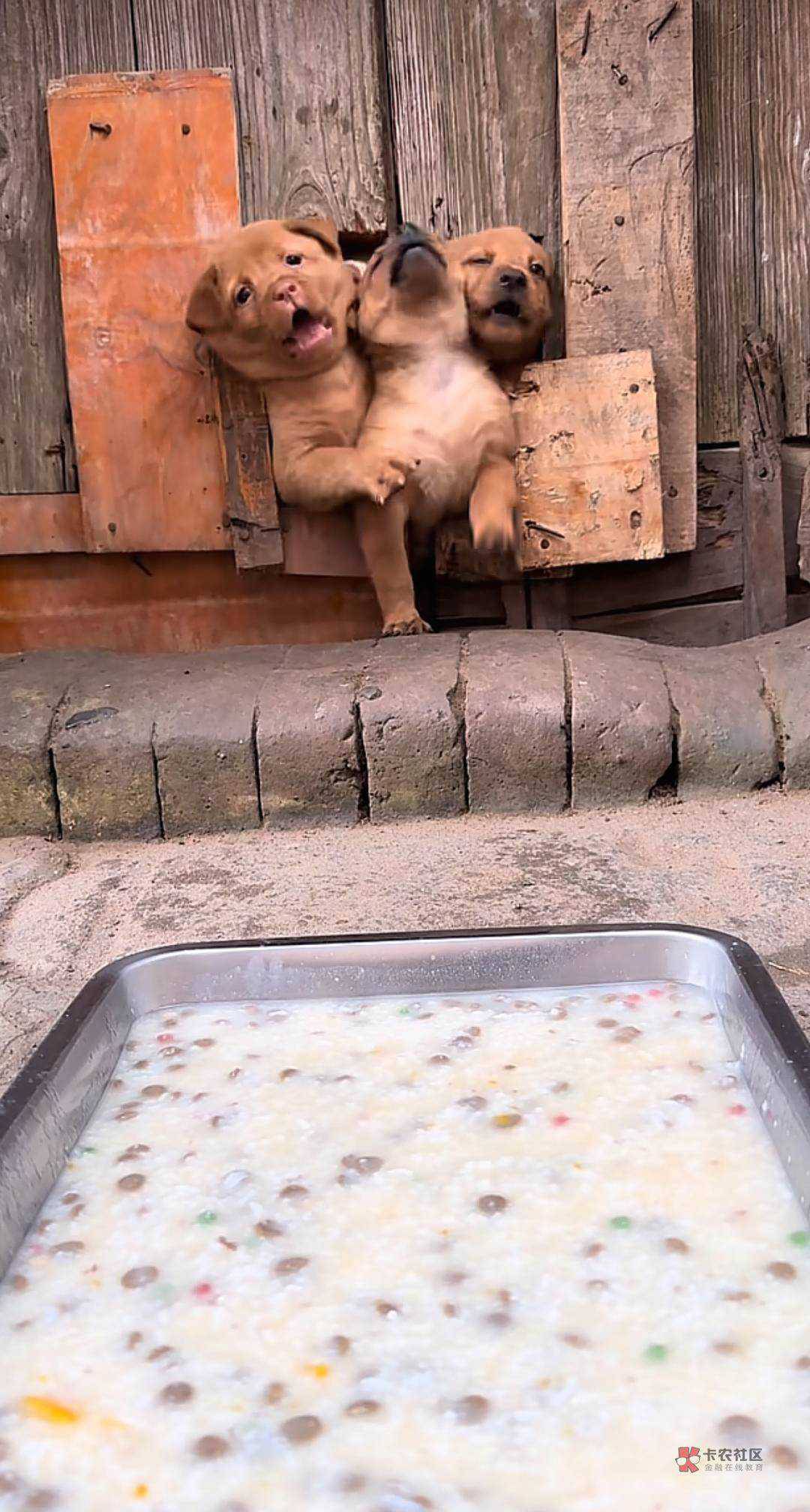 江苏攒的积分抽完了，几十次不中……

12 / 作者:嗯呢喃 / 