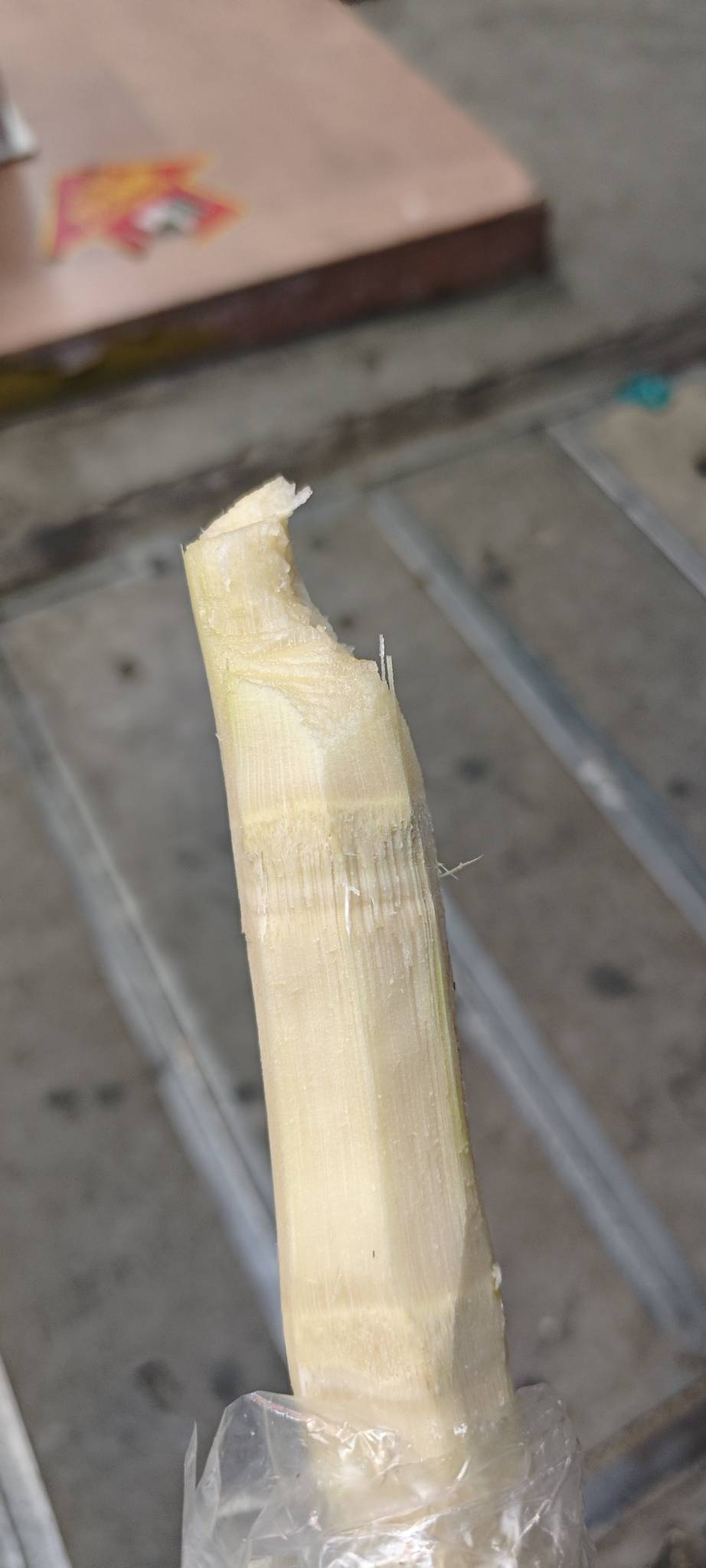 羡慕牙口好的老哥。我(￣～￣)嚼！几下腮帮子就疼了

71 / 作者:卡农豆包 / 