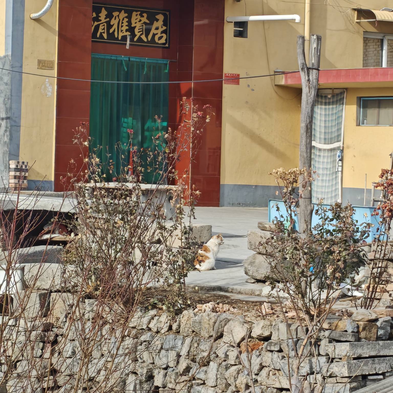 这是公猫还是母猫啊老哥们，这猫每天来我家门口找我家小母猫

34 / 作者:苦难yt / 