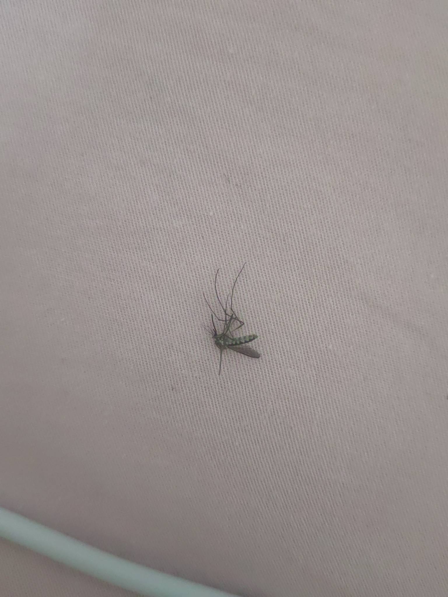 东莞蚊子生命力太顽强了，一巴掌下去手都痛了它都没挂。

45 / 作者:miaiai / 