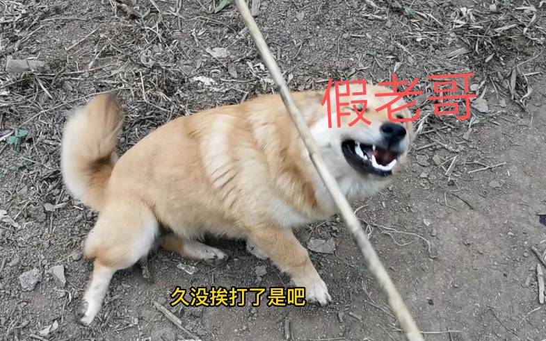 好多老哥都上班去了，说好的一起挂壁。原来只有我一个人不上班，太假了

22 / 作者:祁同伟 / 