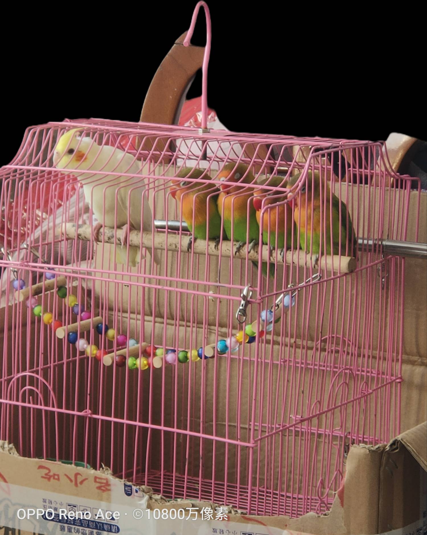 还有四天过年了，又是羊毛盛世

54 / 作者:，鸡你太美 / 