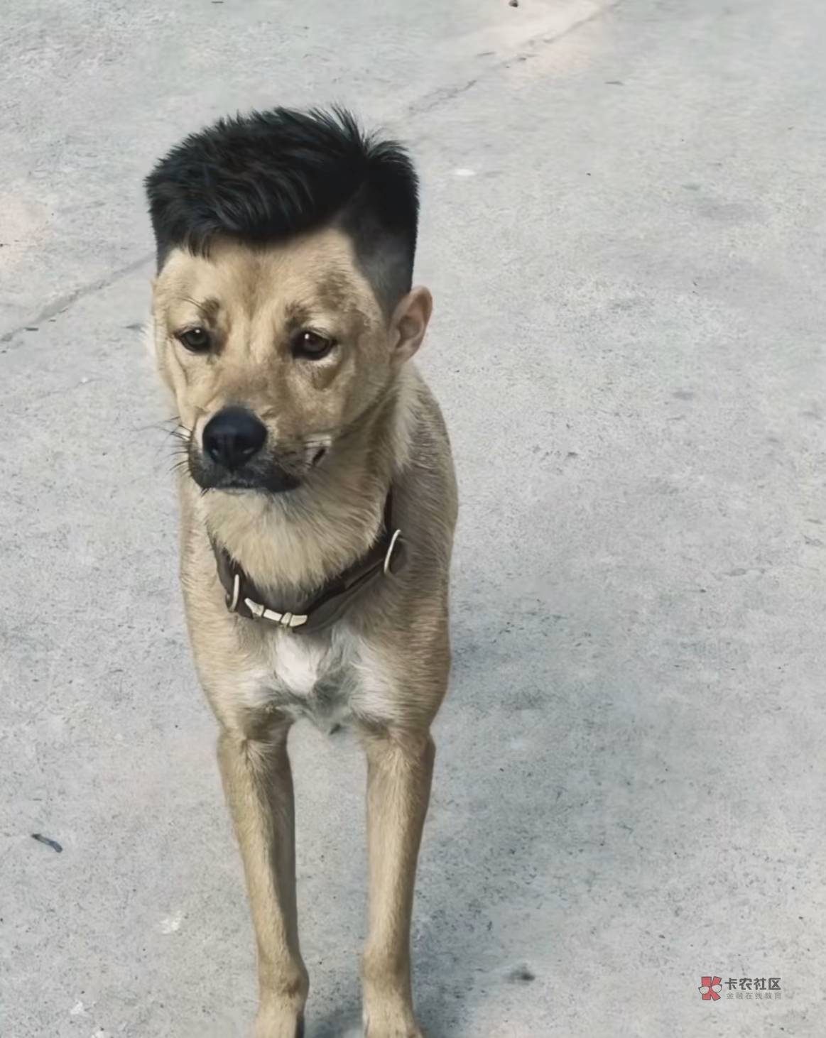 毛毛呢？好饿啊

0 / 作者:尛•牛•氓 / 