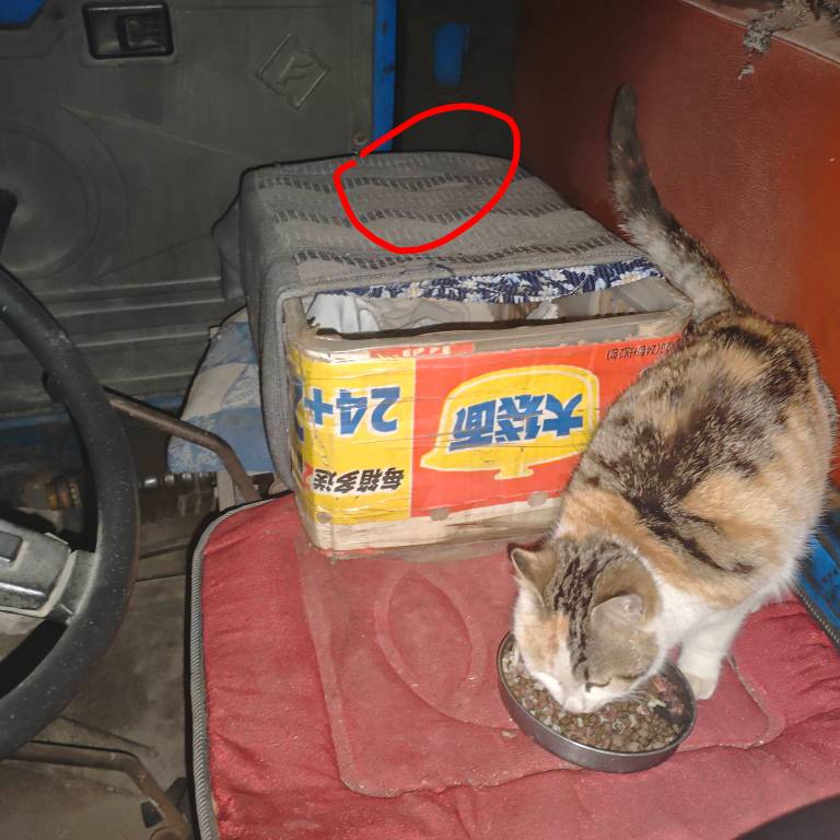 老哥们出大事了，最近我家猫晚上睡觉窝里面，这个窝上面红色我圈的地方有一只野狸花猫1 / 作者:山西陈冠希 / 