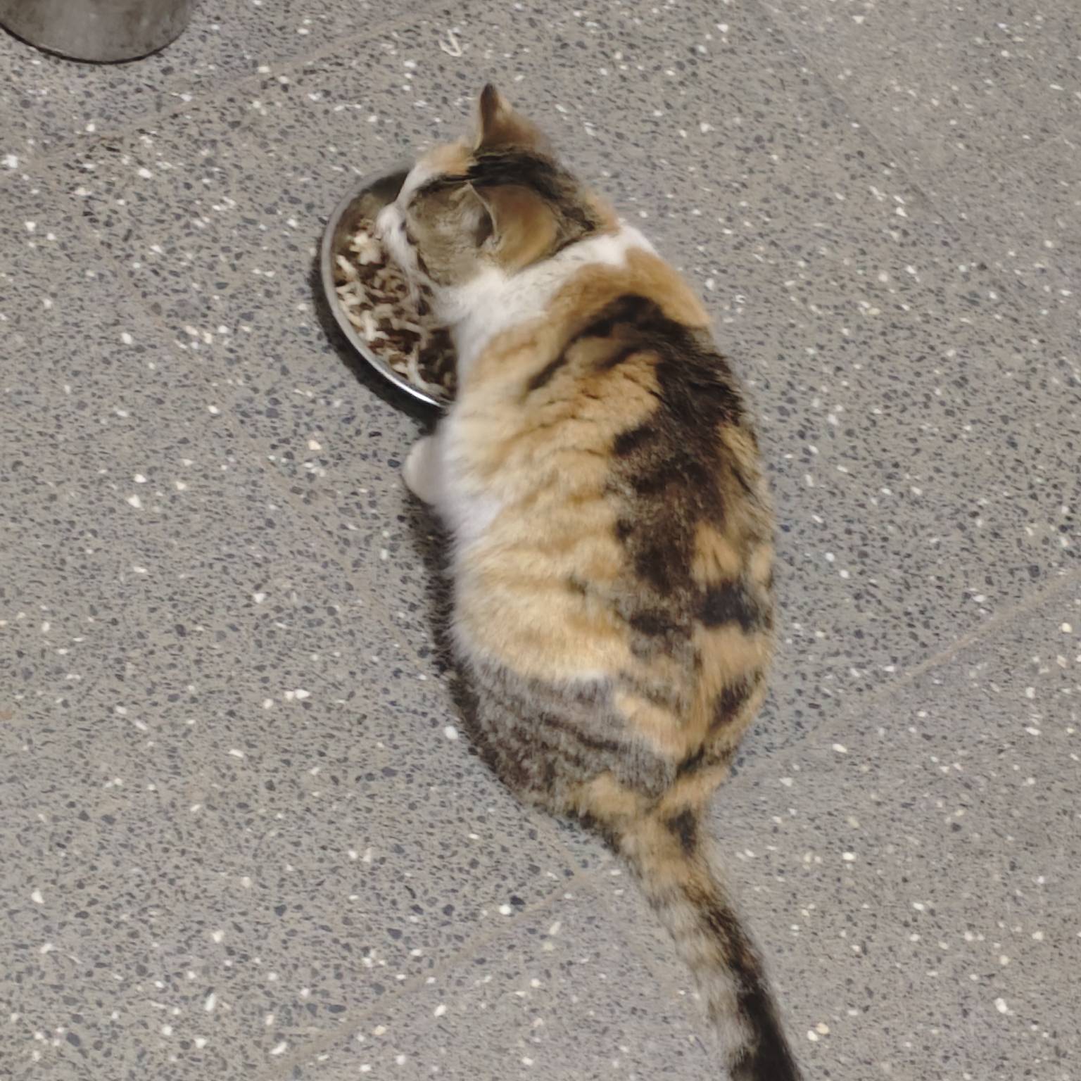 来点毛，猫粮都要断了




18 / 作者:山西陈冠希 / 