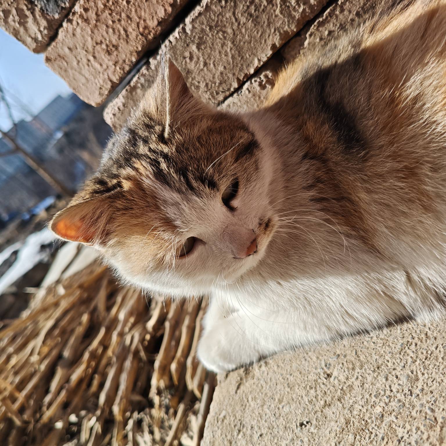 来点毛，猫粮都要断了




69 / 作者:山西陈冠希 / 