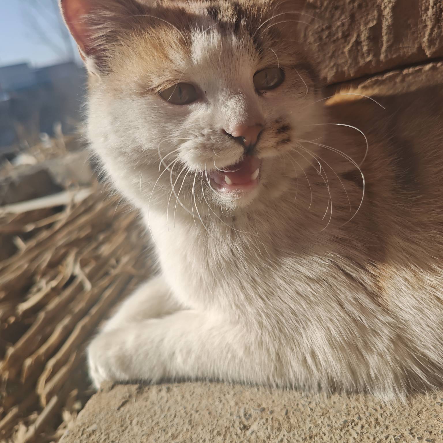 来点毛，猫粮都要断了




68 / 作者:山西陈冠希 / 