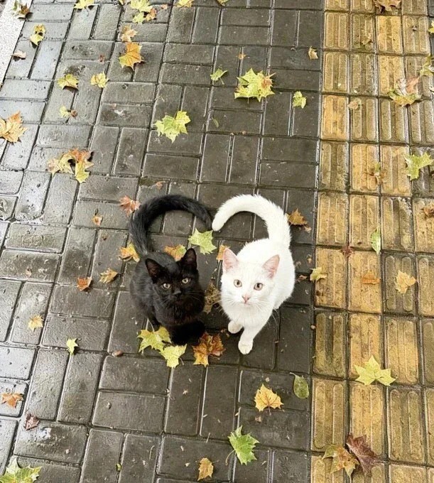 老哥们今天的早餐肯定很丰盛吧25块钱能喝个排骨汤吃个肠粉加一推小吃

72 / 作者:白芷嫣 / 