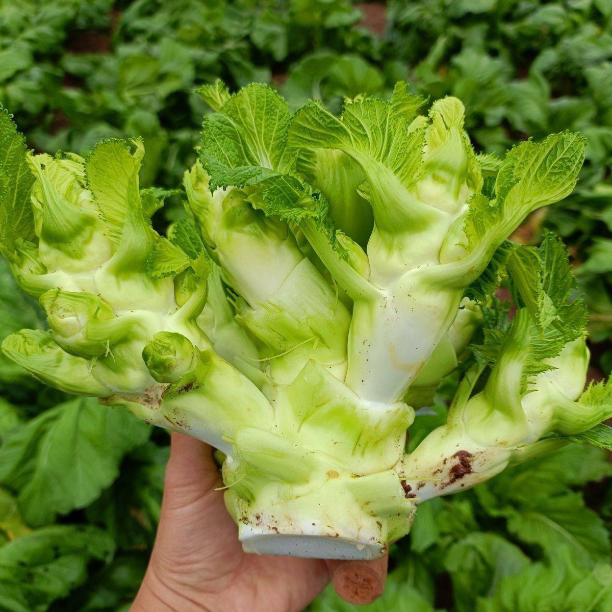 服了 在佛山这边跑了几个菜市场几个大超市都没这种菜卖

56 / 作者:请前后移动手机 / 