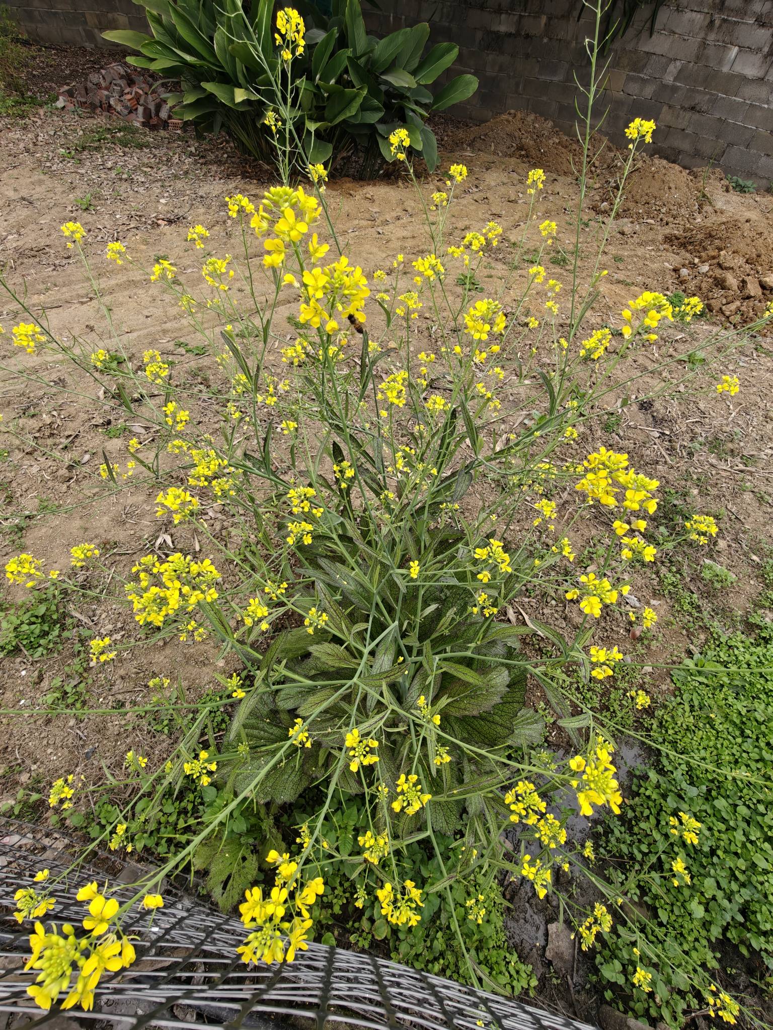 宜口袋快乐水来个中介码！

88 / 作者:蓝龙五块五 / 