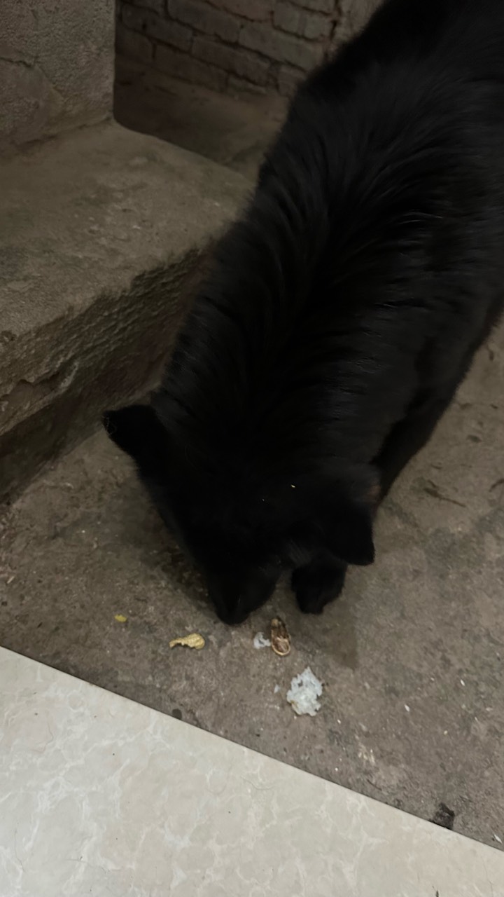 拼夕夕体验感很差，多多买菜买个蛋黄酥拆开就闻到臭味，发财。明天直接走工商投诉，没56 / 作者:不知明的靓仔 / 