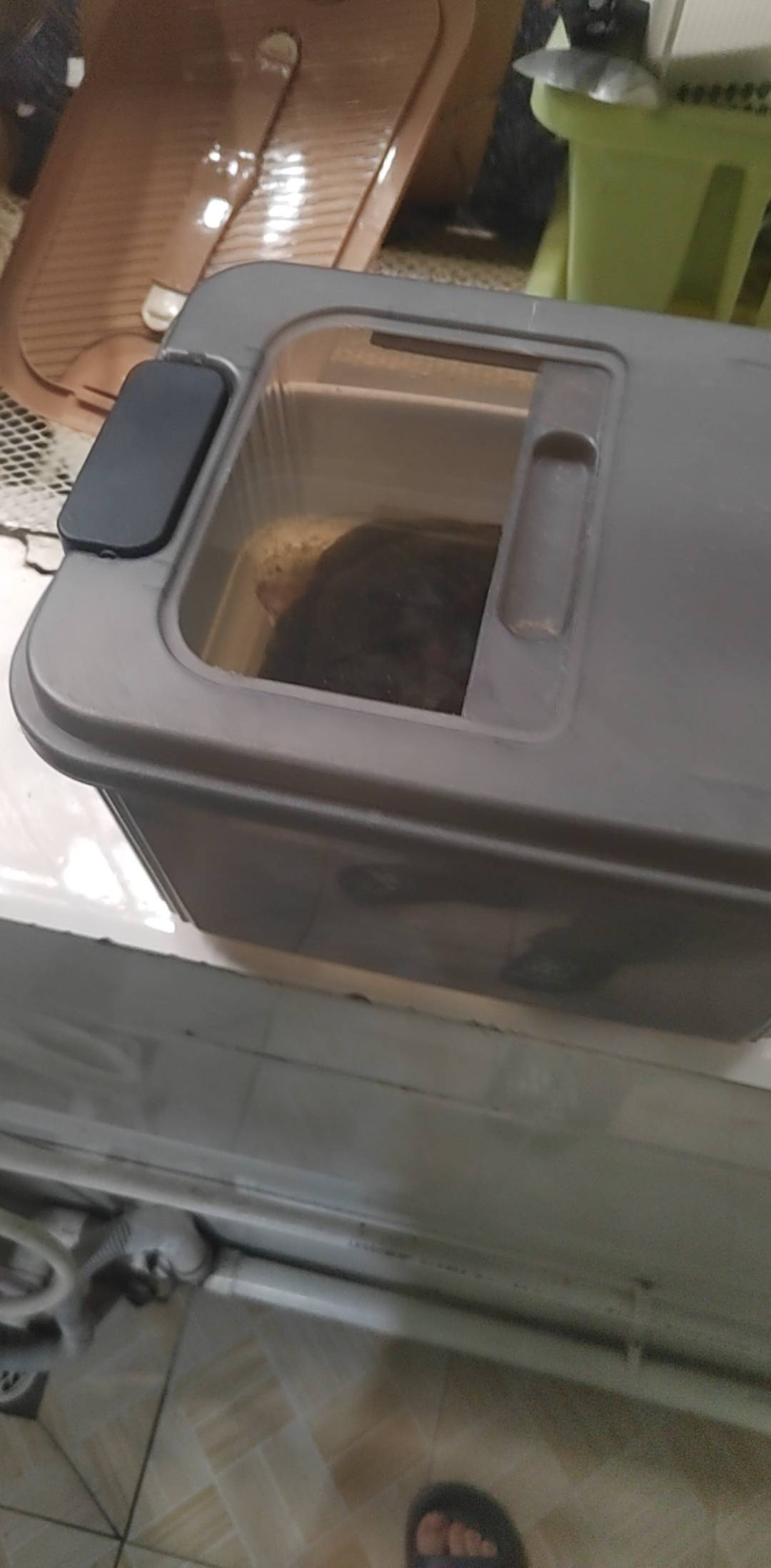 老哥们在外面捡了一个乌龟，老想着越狱怎么也越不出来龟粮几天喂一次啊？每次喂不到1030 / 作者:挂比了救我鸭 / 