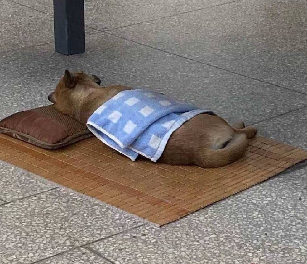 恒丰双地址不发了，页面显示已发货但是都没揽件，顺丰app也查不到快递

88 / 作者:猖狂大香蕉 / 