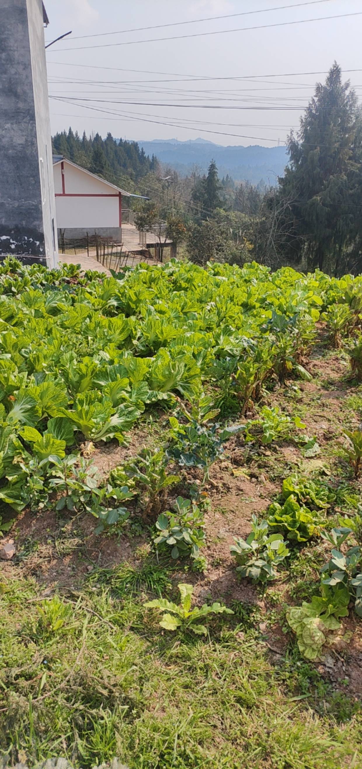 今年四川过年天气太好了，回来几天都是大太阳，

95 / 作者:光芒64 / 