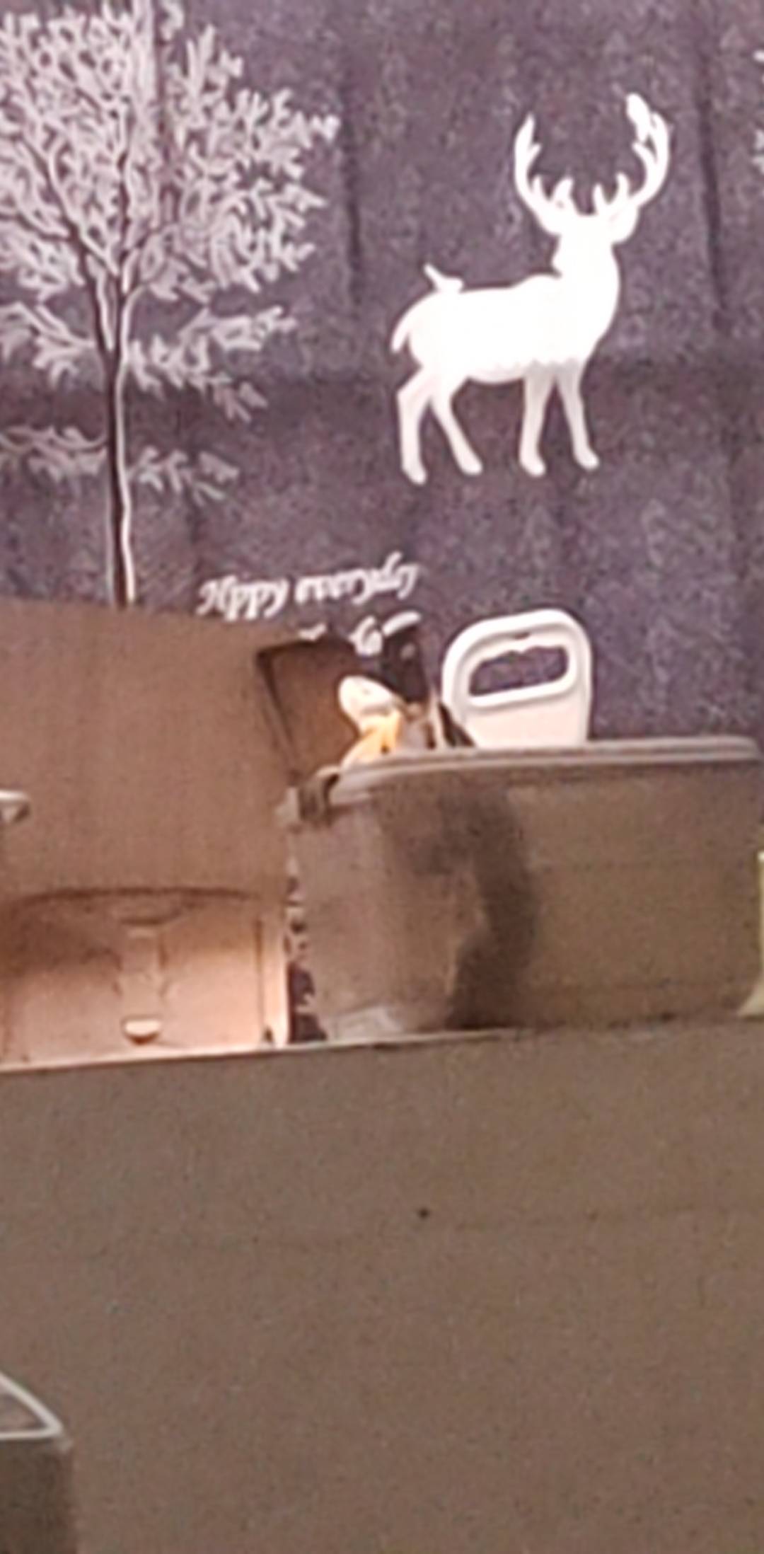 笑死了，这乌龟老想着越狱

3 / 作者:挂比了救我鸭 / 