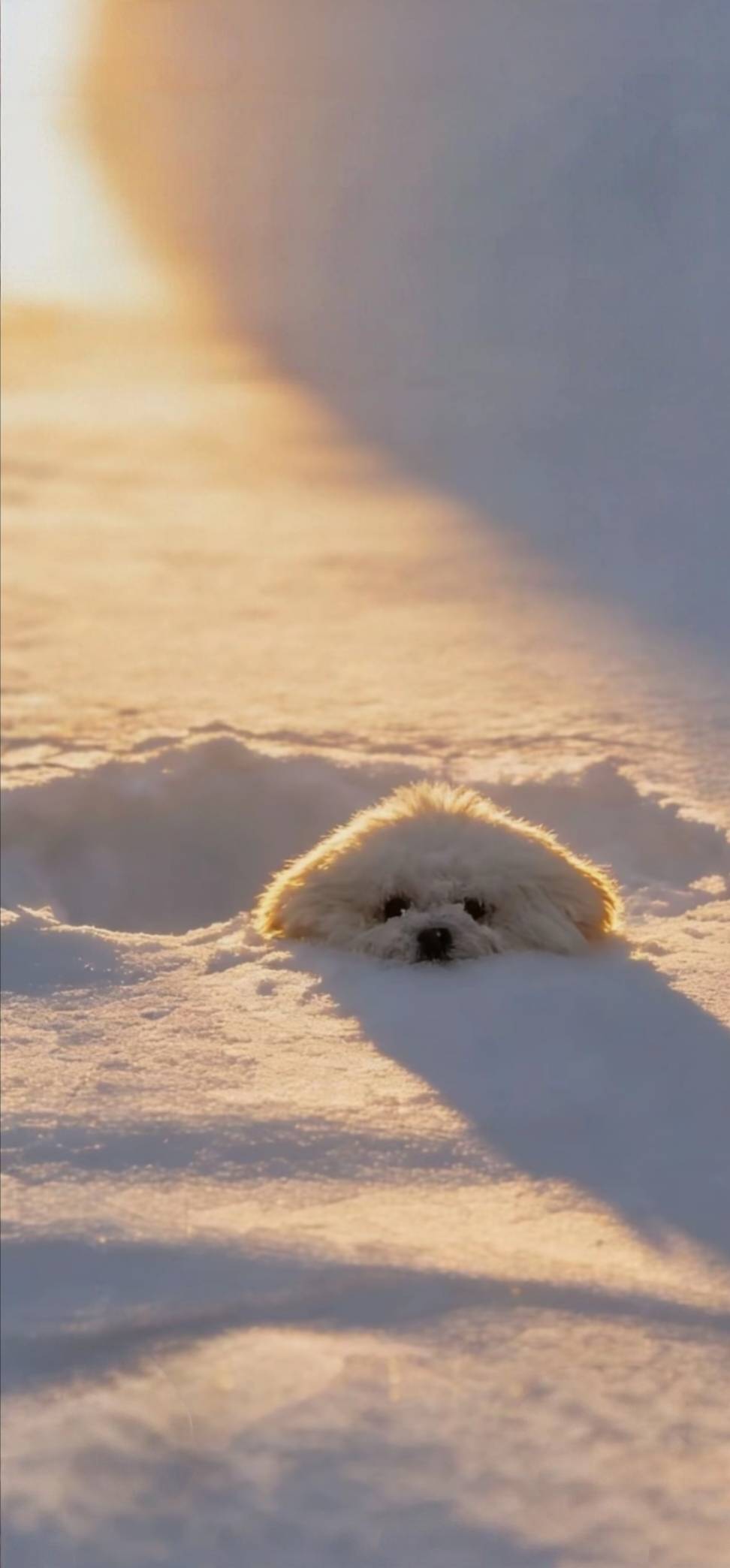 京通出不出去了，找不到人要，哪位老哥推个秒的给个牛子

47 / 作者:TiMi丶 / 