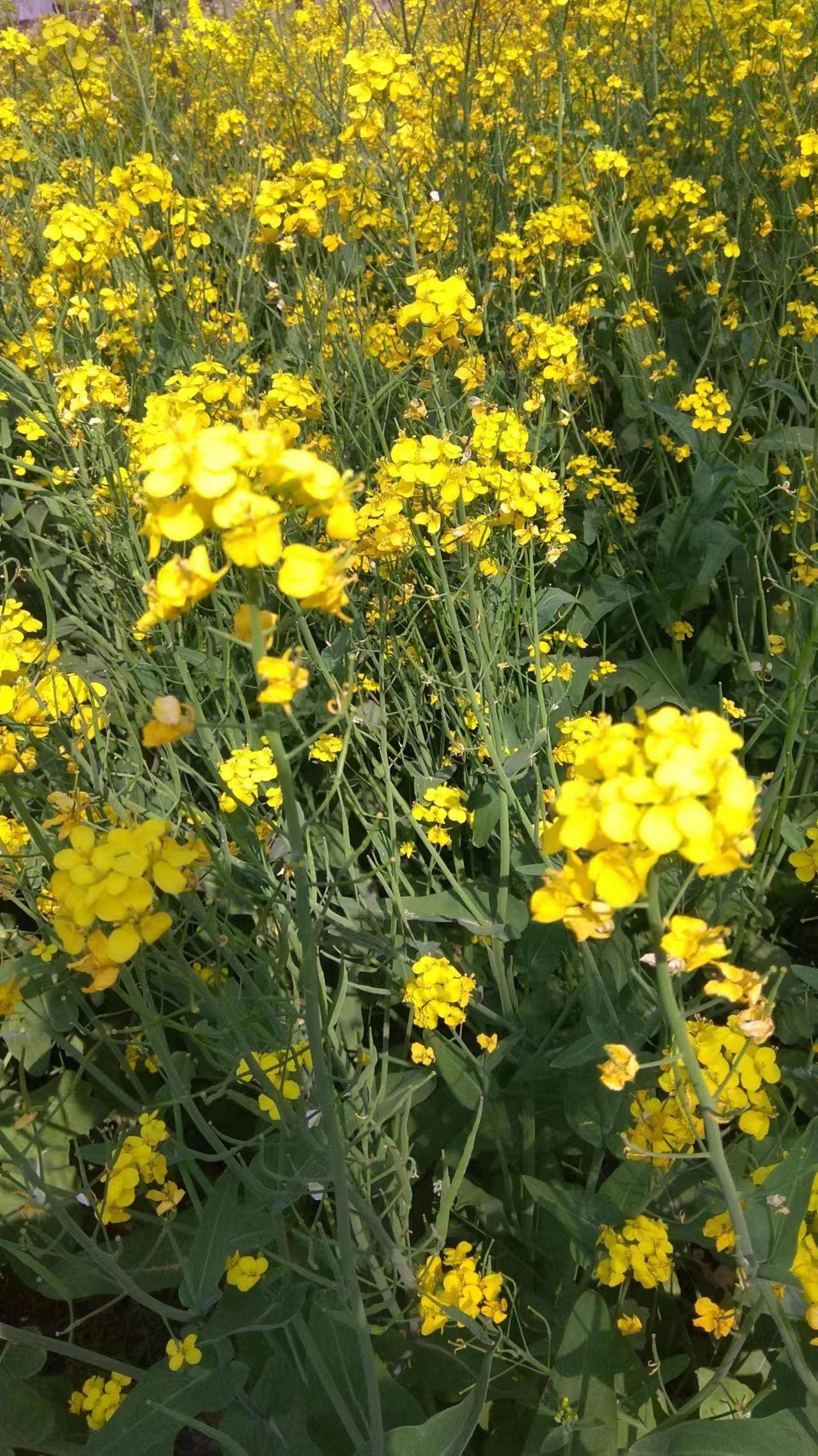 千问咋回事上次助力火爆没弄成，这次在助力说不是新用户了，以为10亿是和元宝一样现金81 / 作者:泰坦尼克号绝01 / 