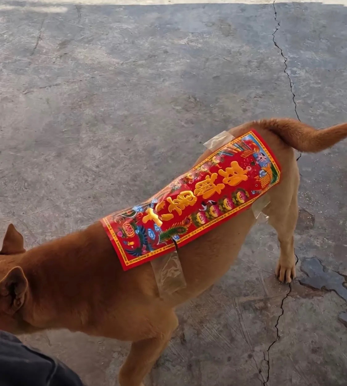 老哥们刚贴好对联，现在才过来还能喝上一口汤吗

54 / 作者:广东科莫多 / 