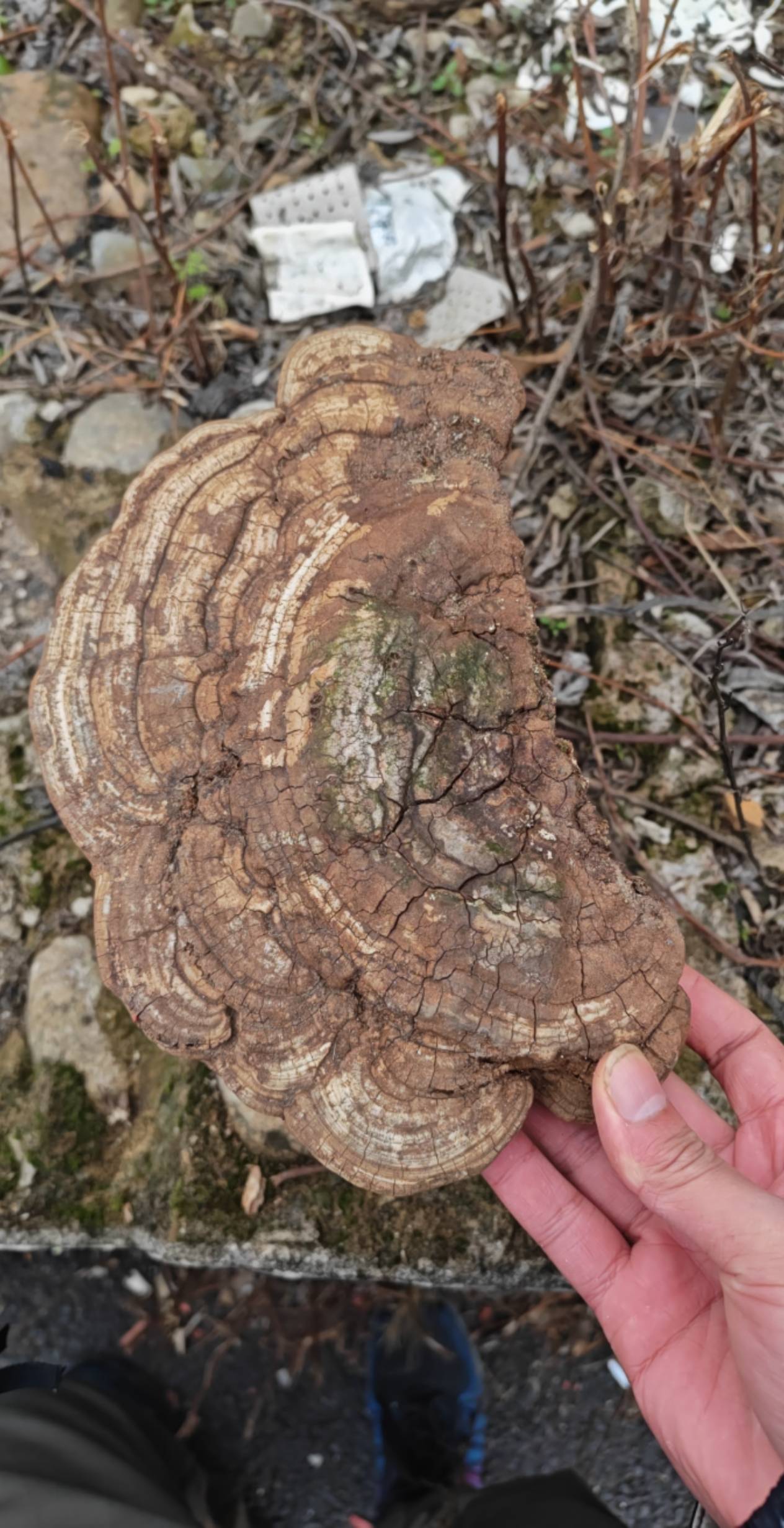 老哥们发现一个万年灵芝9999有没有要的


82 / 作者:河西代言人 / 