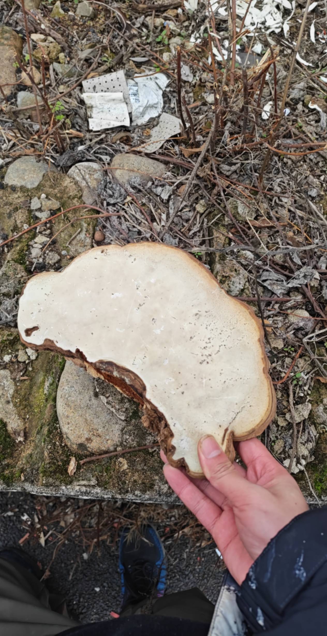 老哥们发现一个万年灵芝9999有没有要的


59 / 作者:河西代言人 / 