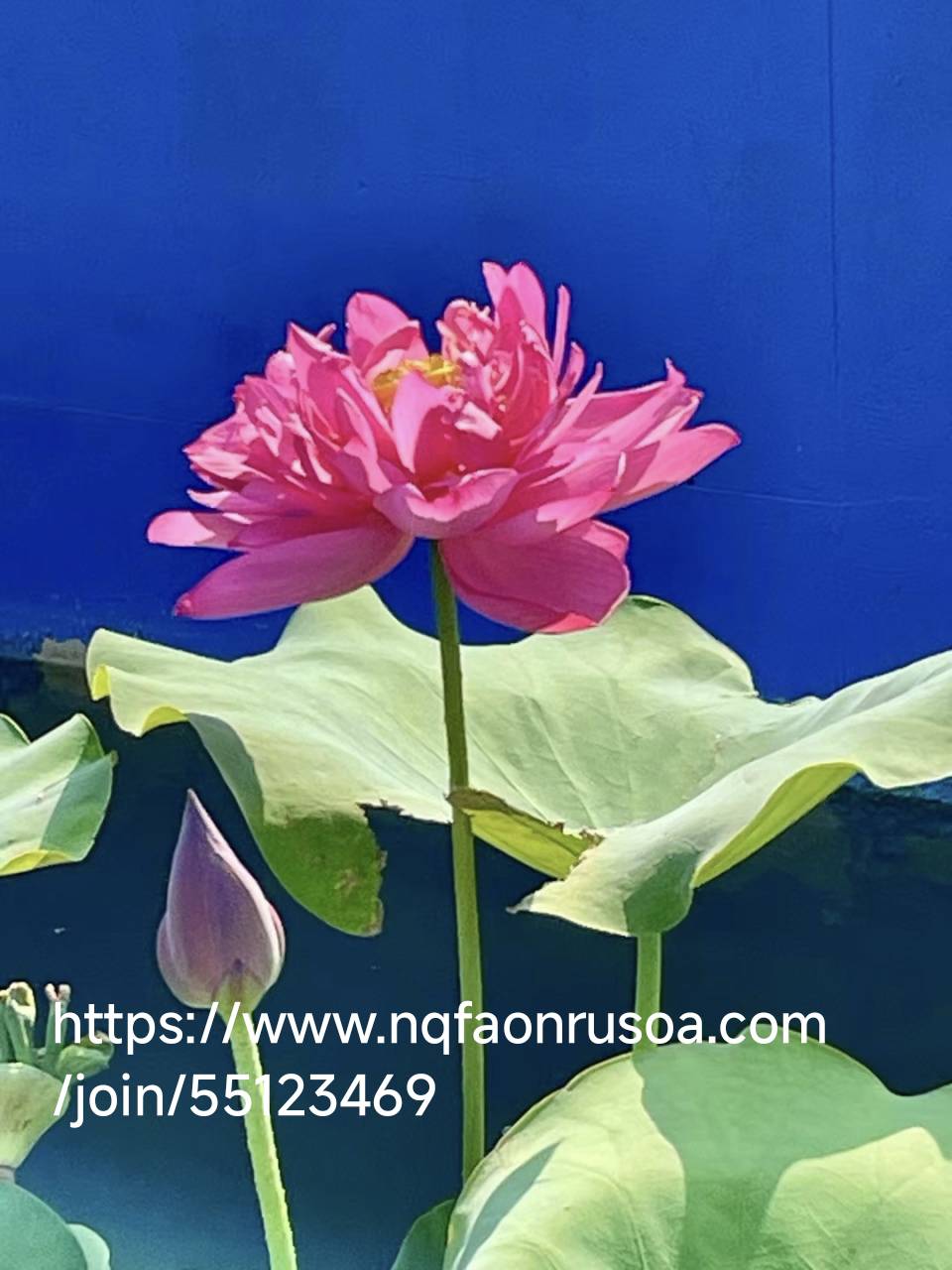 欧意到底在哪下载啊啊？是用这个浏览器下载吗？网址输入错误啊

76 / 作者:目睹爱你哟拖 / 