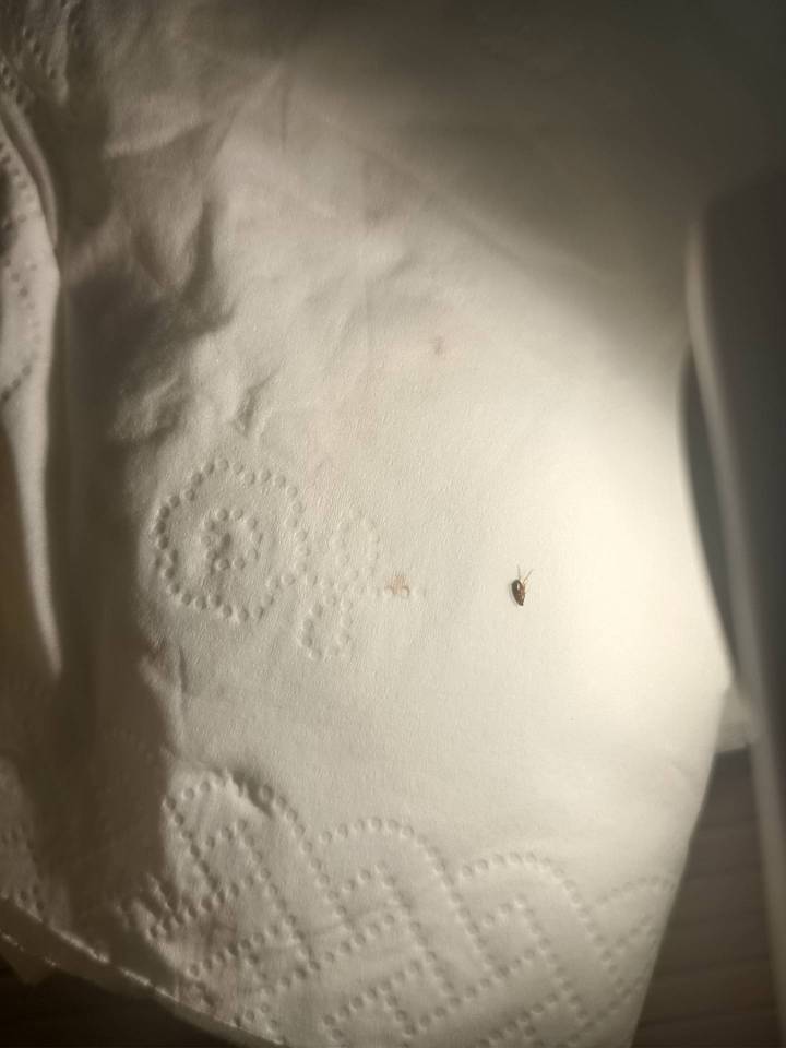 这是不是跳蚤？4个包好痒
去年每个角落喷药，现在又有

8 / 作者:风中之神-聂风 / 