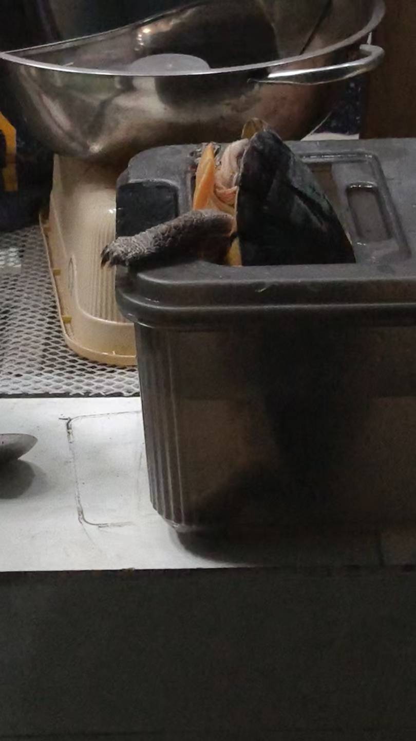 老哥们乌龟公的母的

98 / 作者:挂比了救我鸭 / 