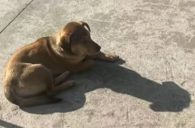 老哥们，上海邮储中门票的可以直接官方原价甚至加价卖的，因为现在在官方渠道买不到票17 / 作者:哦豁啊啊啊 / 