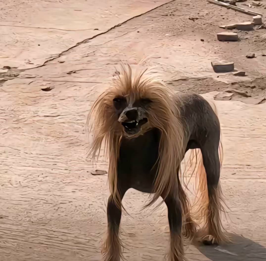 【蚂蚁智信】先生/女士，鉴于您的贷款已严重逾期，在进入法律起诉流程前最后一次通知67 / 作者:余生是 / 