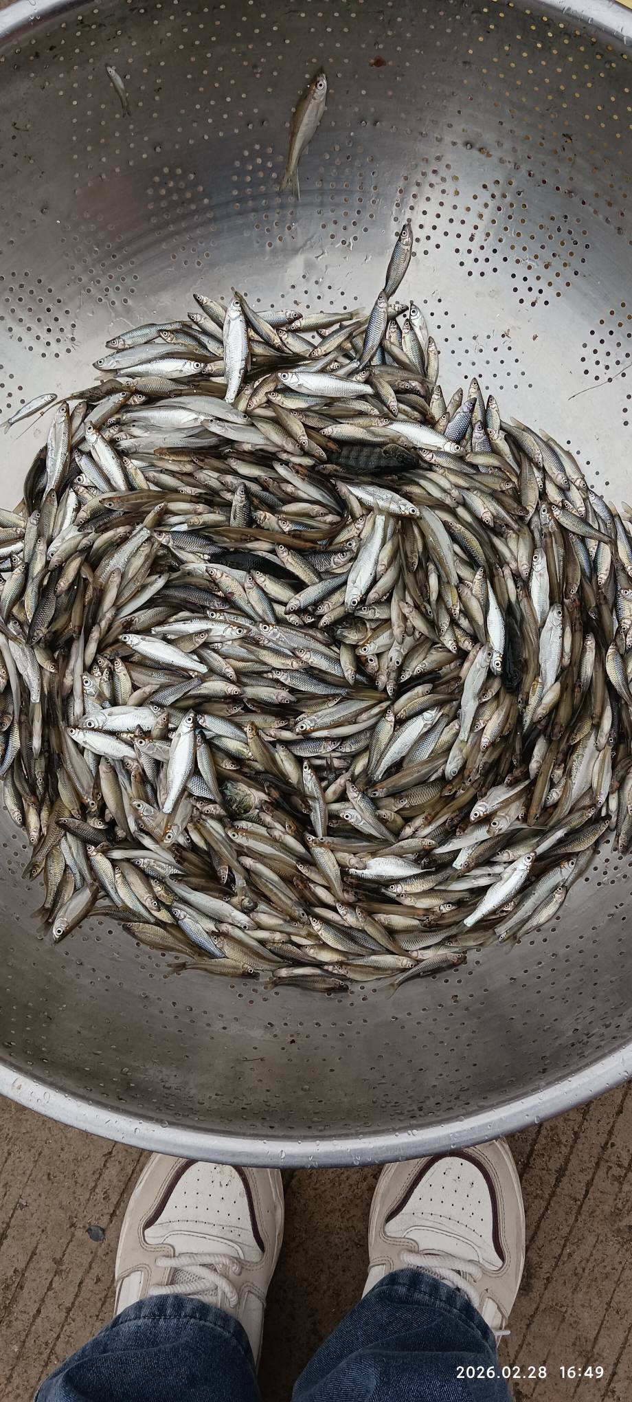 黄豆焖鱼仔


15 / 作者:永恒yi / 