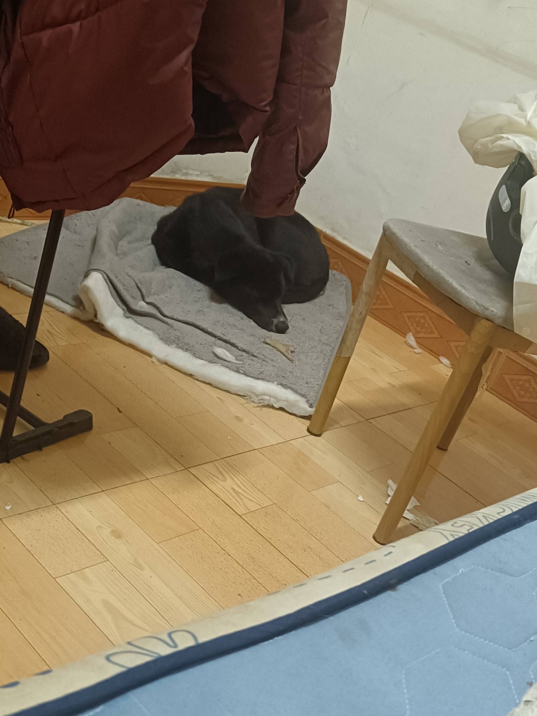 这条狗花100块钱买的，养了有三个月了，现在长到30多斤了，天天拆家，打了十几次都没88 / 作者:可以的xx / 