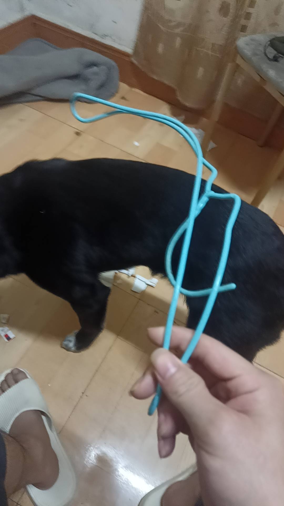 这条狗花100块钱买的，养了有三个月了，现在长到30多斤了，天天拆家，打了十几次都没47 / 作者:可以的xx / 