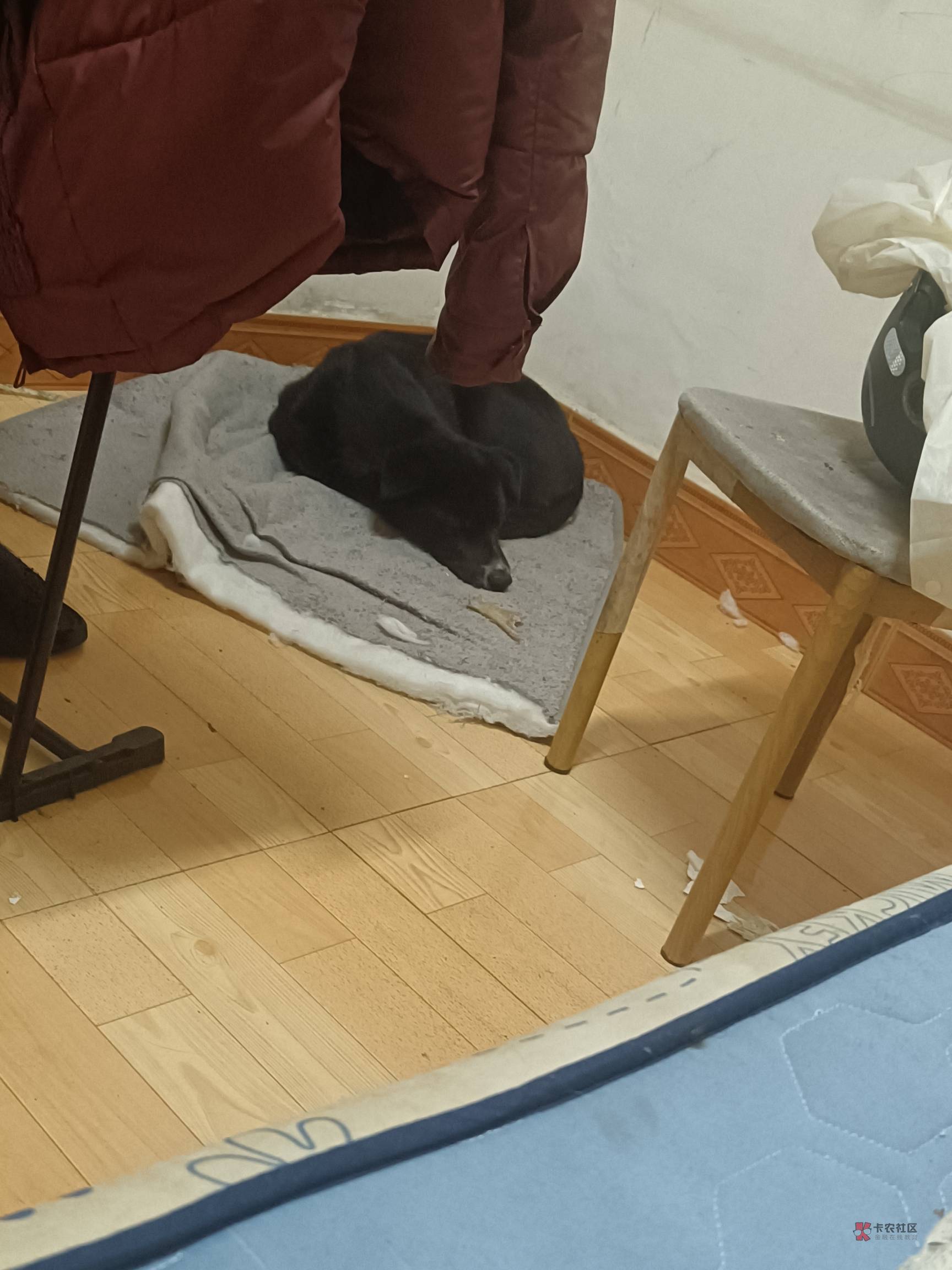 说一下这条狗吧,100块钱买的,第一天到家就一直叫,我大概一个礼拜没上班,天天陪着35 / 作者:可以的xx / 说一下这条狗吧,100块钱买的,第一天到家就一直叫,我大概一个礼拜没上班,天天陪着35 / 作者:可以的xx /