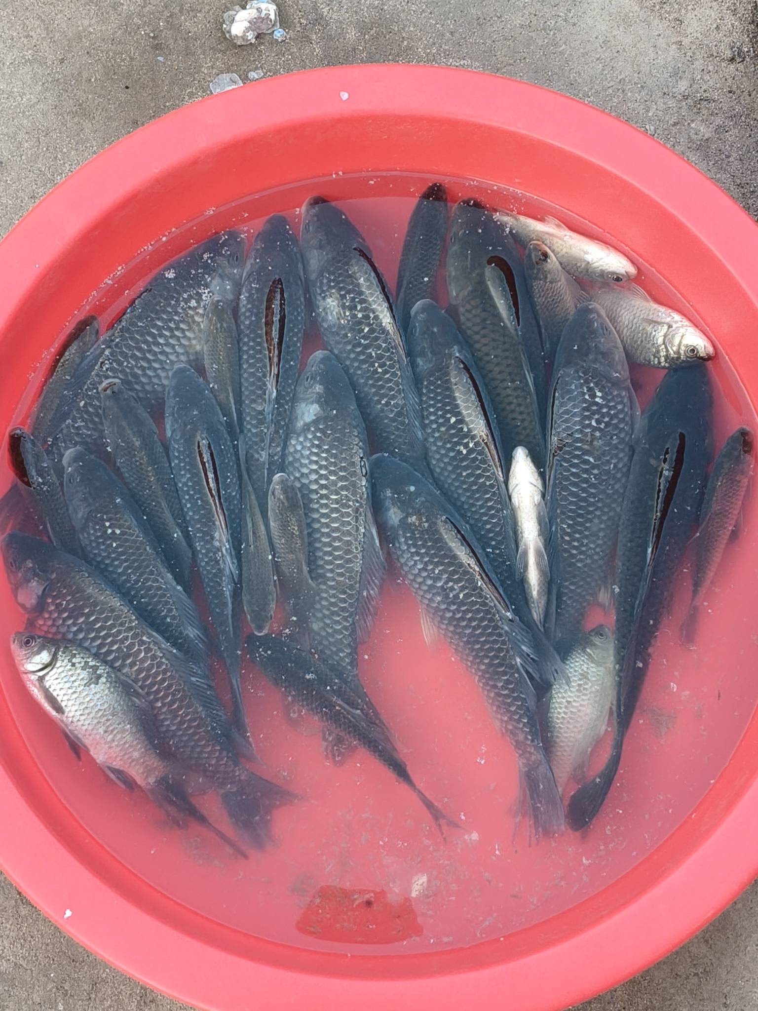 老哥们不要再挂b了  有没有上海的老哥  奉贤区南桥镇  洗衣厂招人  24元一小时  全自37 / 作者:卡农小六子 / 