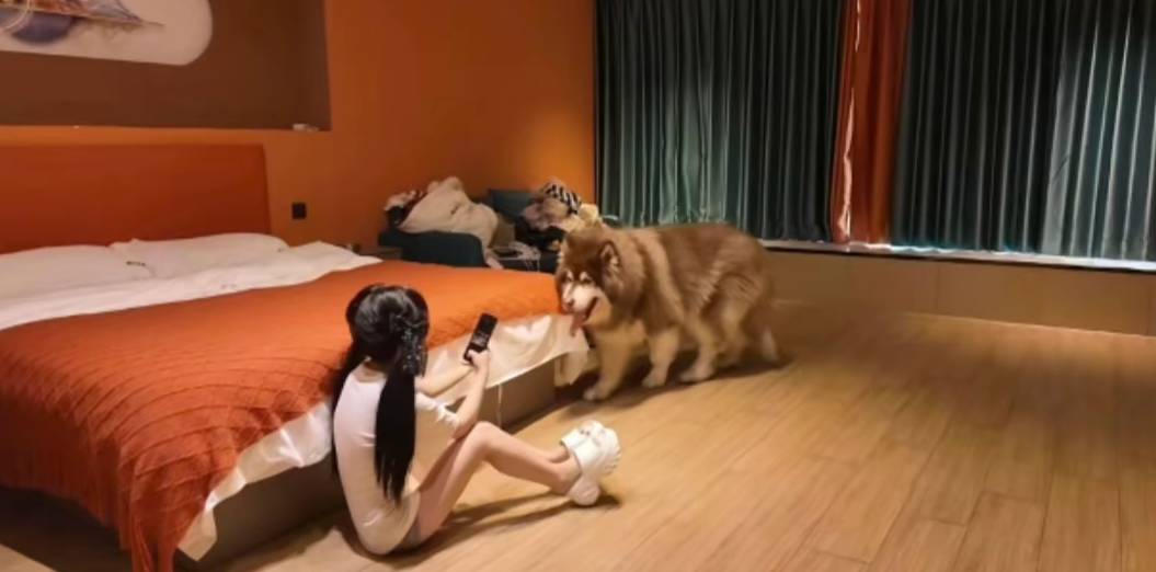 老哥们！！！新买的阿拉斯加犬还可以吧，花了好几千

16 / 作者:假老哥真挂壁 / 