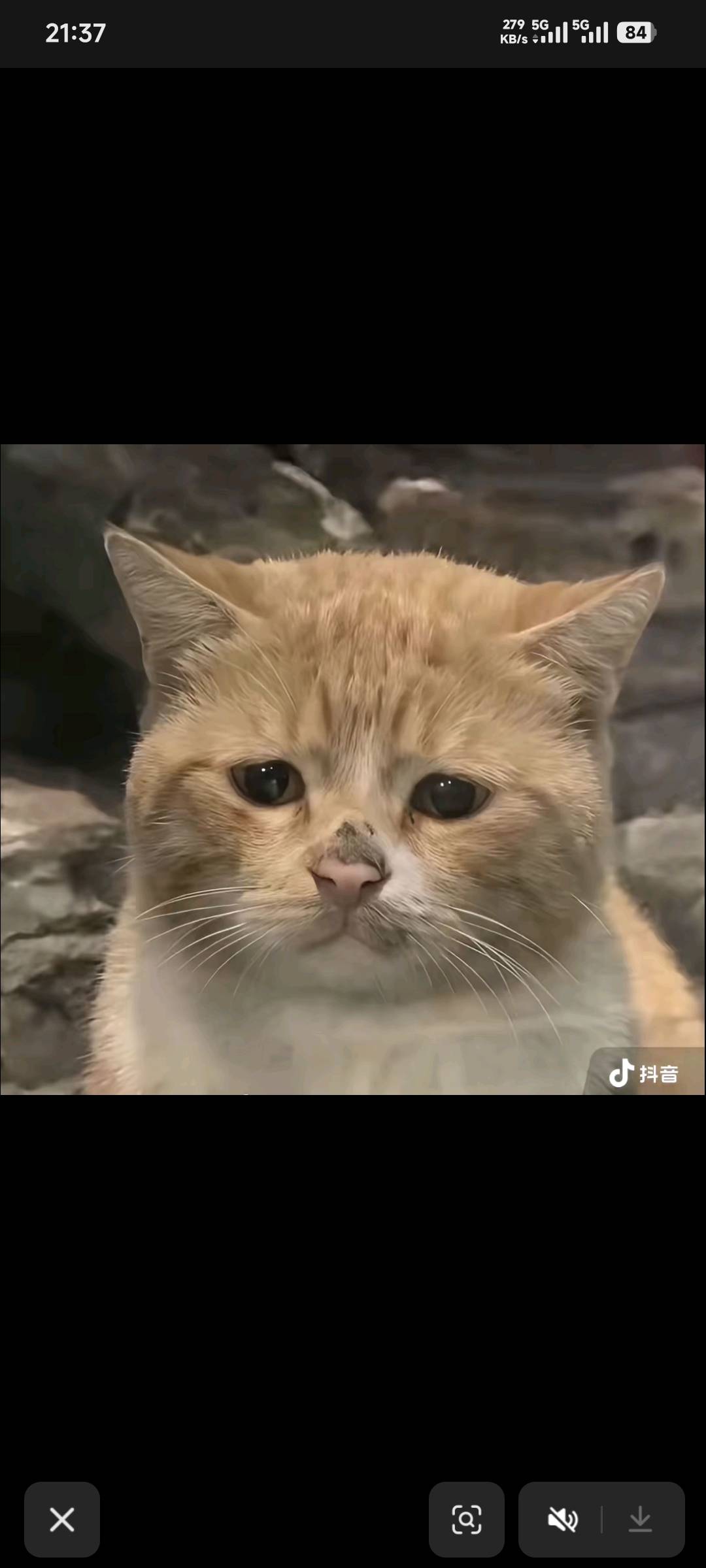 这只猫真的太火了

86 / 作者:卡农豆包 / 