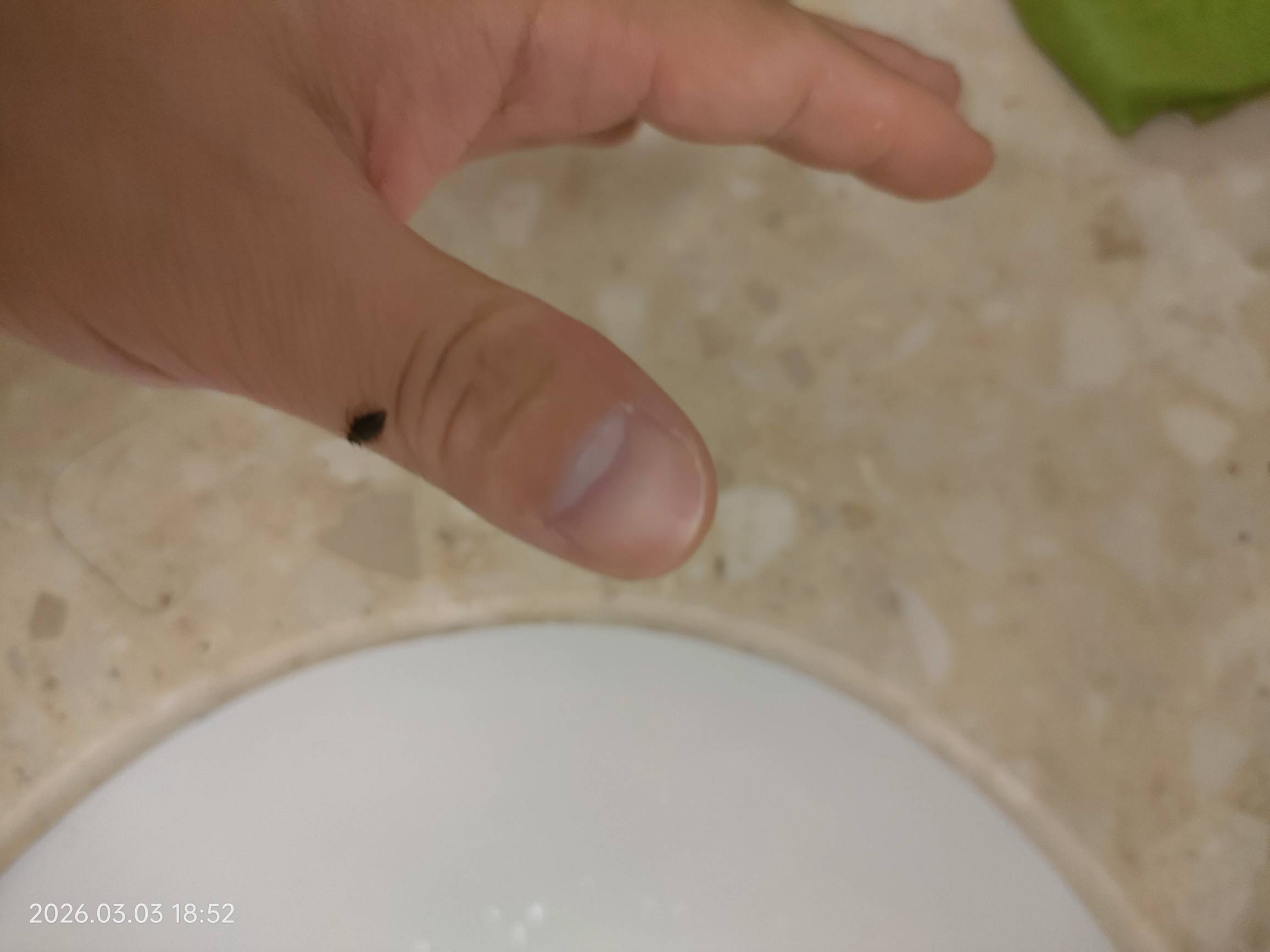 老哥们，帮忙看看，这个是不是臭虫

20 / 作者:雅俗共赏2021 / 