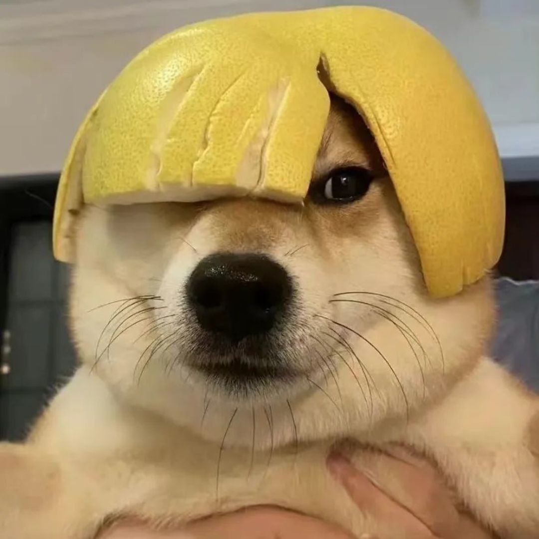 虽然每天都骂我但是我还是来这里看看 打卡

60 / 作者:狗头优秀 / 