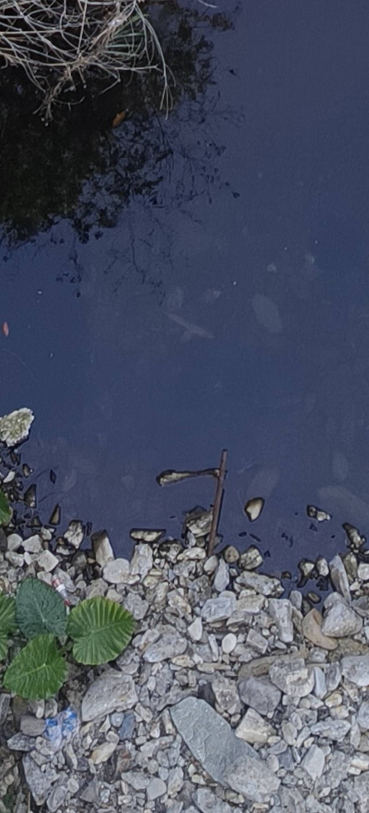 这好像是不是鱼！下午出去玩 拍照水库下面的悬崖水沟 拍到的。可以下去 明天去抓了它
55 / 作者:肥美的烧鸭 / 